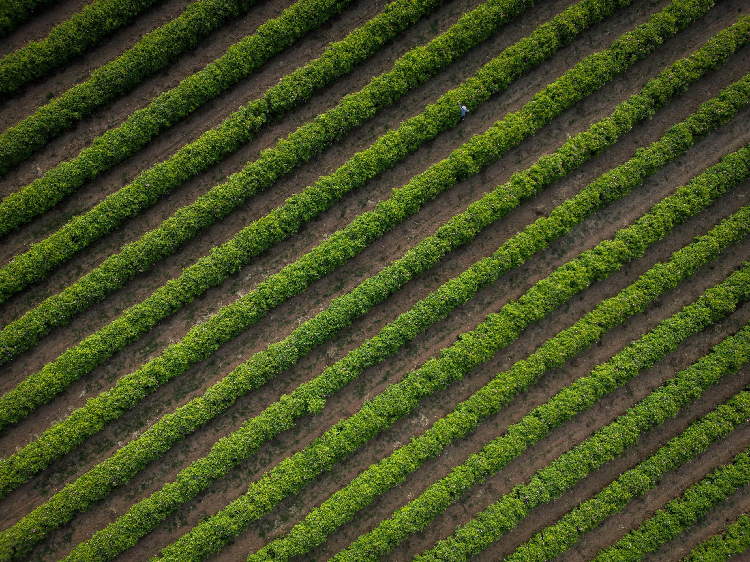 Flower cultivation seen from above